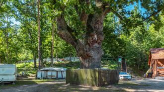 Camp Pod Dębem